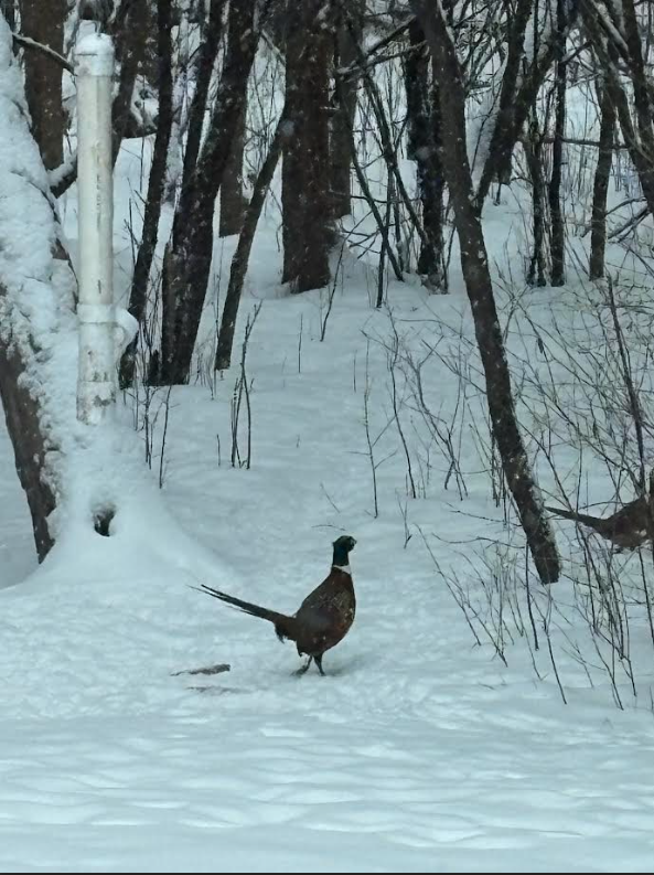 308 17th Avenue South Cold Spring, MN 56320 - Photo 34 of 40