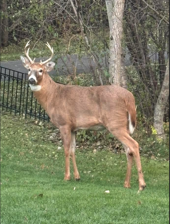308 17th Avenue South Cold Spring, MN 56320 - Photo 35 of 40