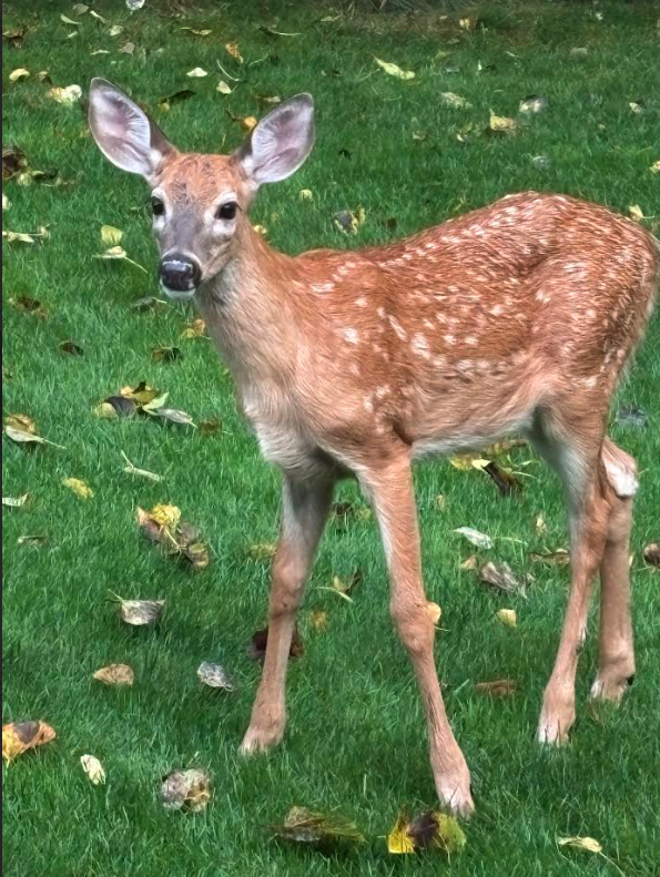 308 17th Avenue South Cold Spring, MN 56320 - Photo 36 of 40
