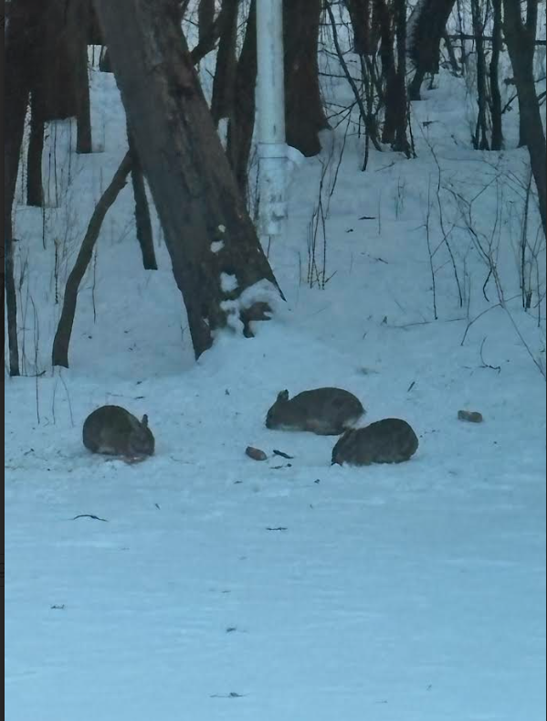 308 17th Avenue South Cold Spring, MN 56320 - Photo 37 of 40