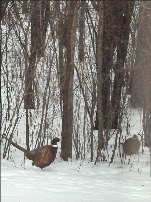 308 17th Avenue South Cold Spring, MN 56320 - Photo 38 of 40