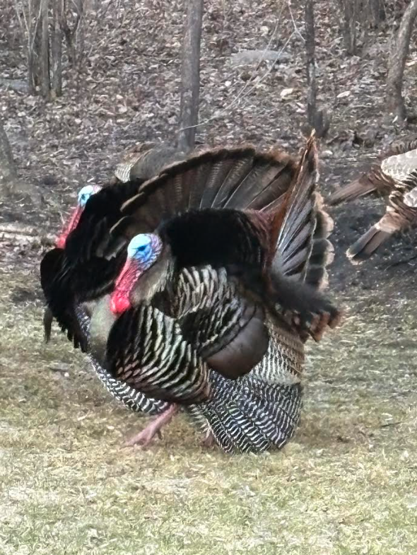 308 17th Avenue South Cold Spring, MN 56320 - Photo 39 of 40