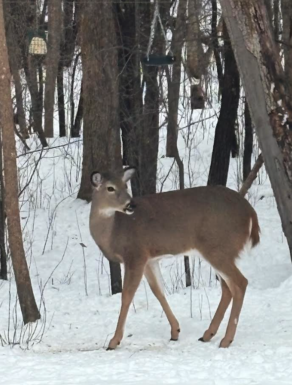 308 17th Avenue South Cold Spring, MN 56320 - Photo 40 of 40