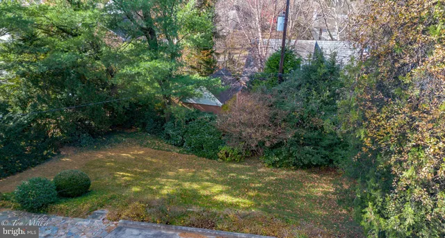 a view of a yard with plants and large trees