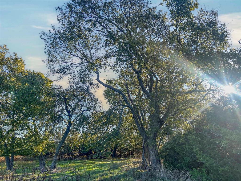 112 Hill Ranch Road Celeste, TX 75423 - Photo 12 of 29 a view of a park with large trees