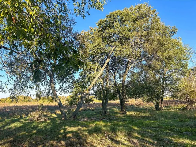 a view of a trees with a yard