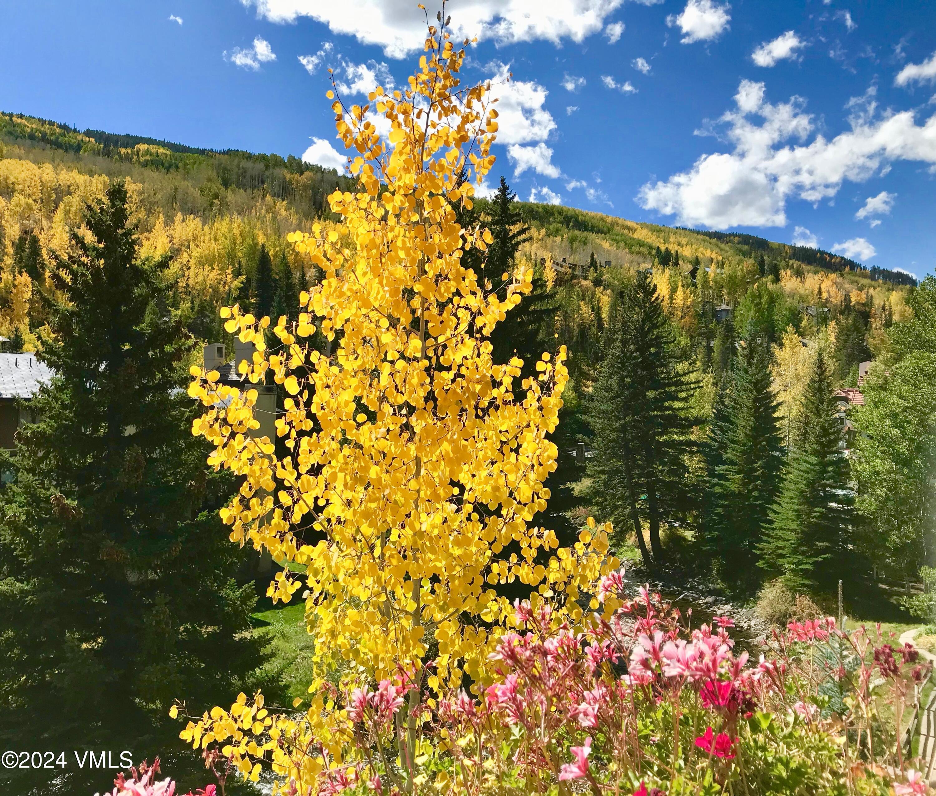 1 Willow Bridge Road, Unit 31 Vail, CO 81657 - Photo 32 of 39 a view of a bunch of flowers