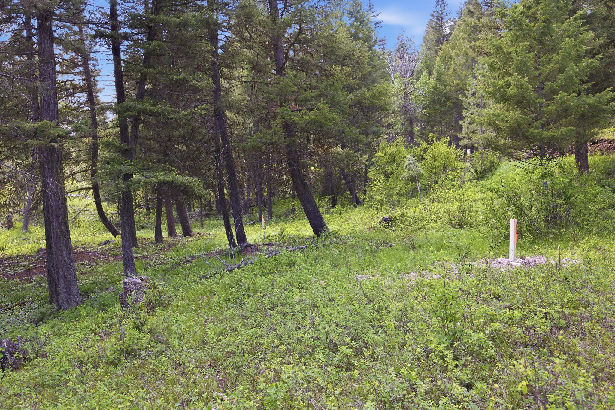 2 Big Waters Ranch Seeley Lake, MT 59868 - Photo 15 of 33 Gallery Image 15