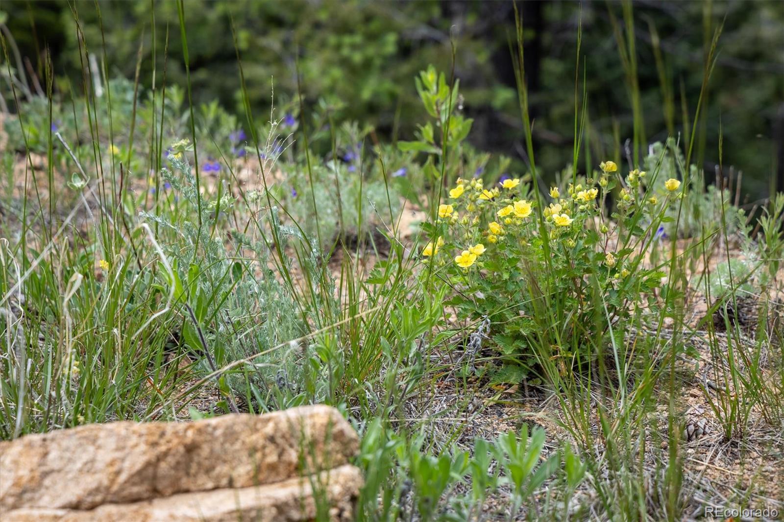 1259 Chute Road Golden, CO 80403 - Photo 19 of 21 a view of yard