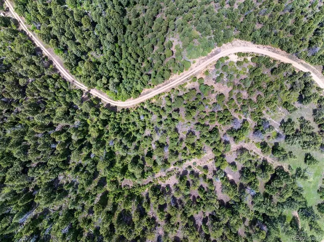 a close up of a plant in a garden