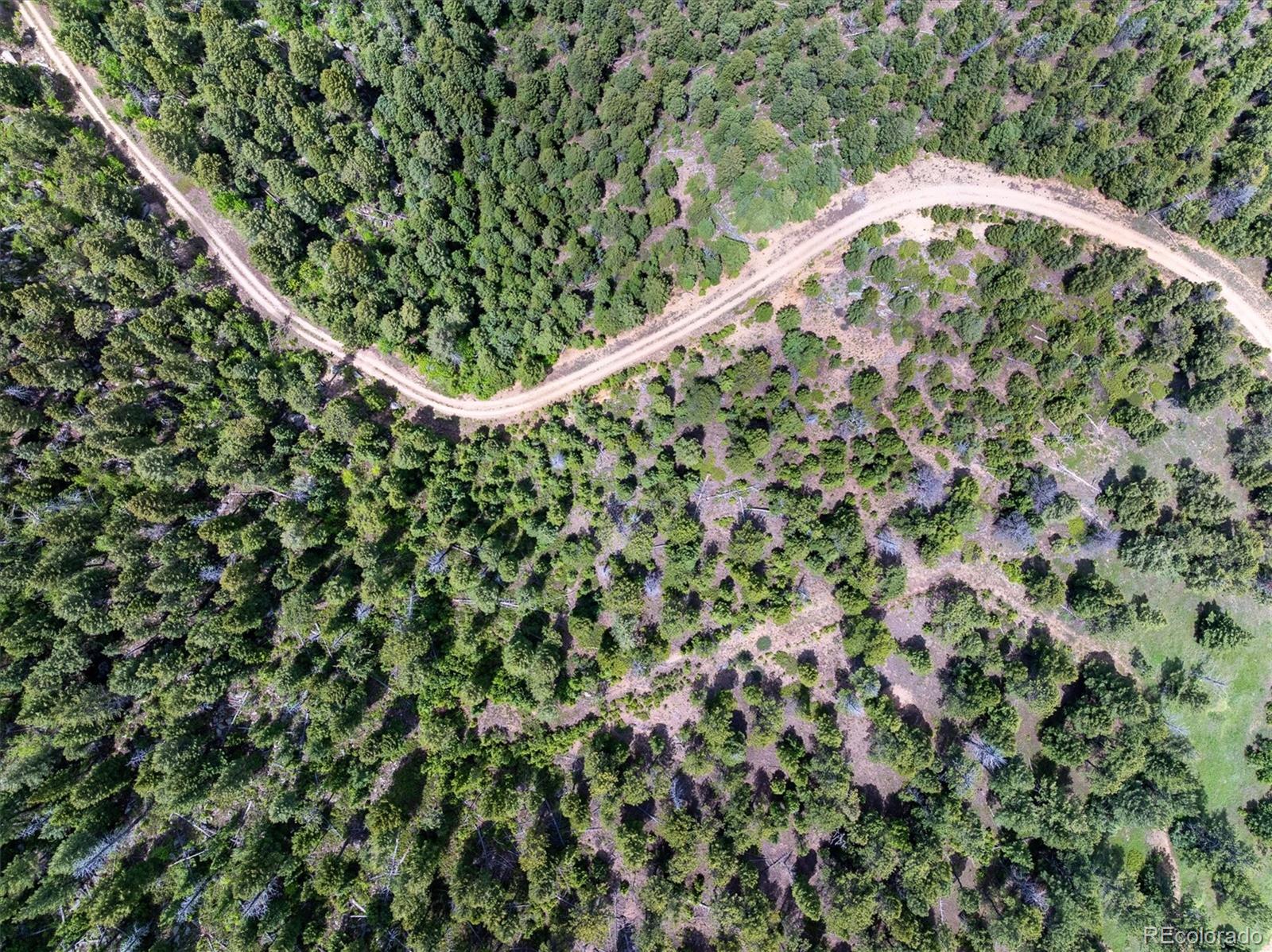 1259 Chute Road Golden, CO 80403 - Photo 21 of 21 a close up of a plant in a garden