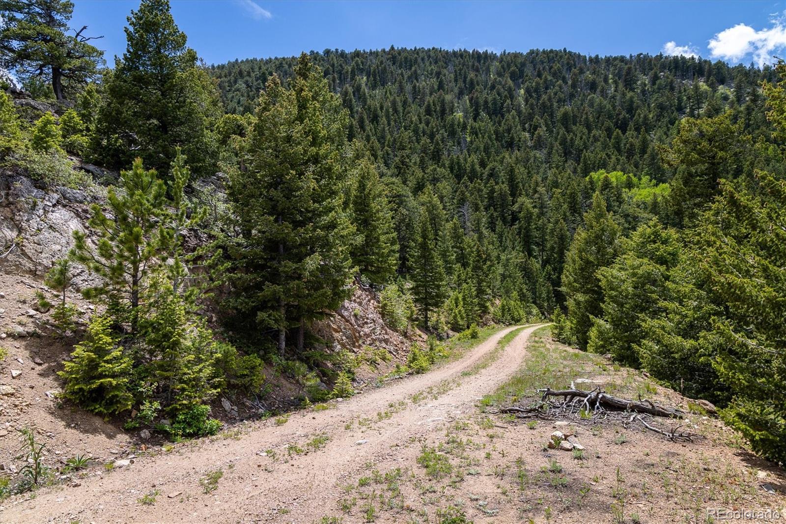 1259 Chute Road Golden, CO 80403 - Photo 4 of 21 a view of a dry yard with trees in the background