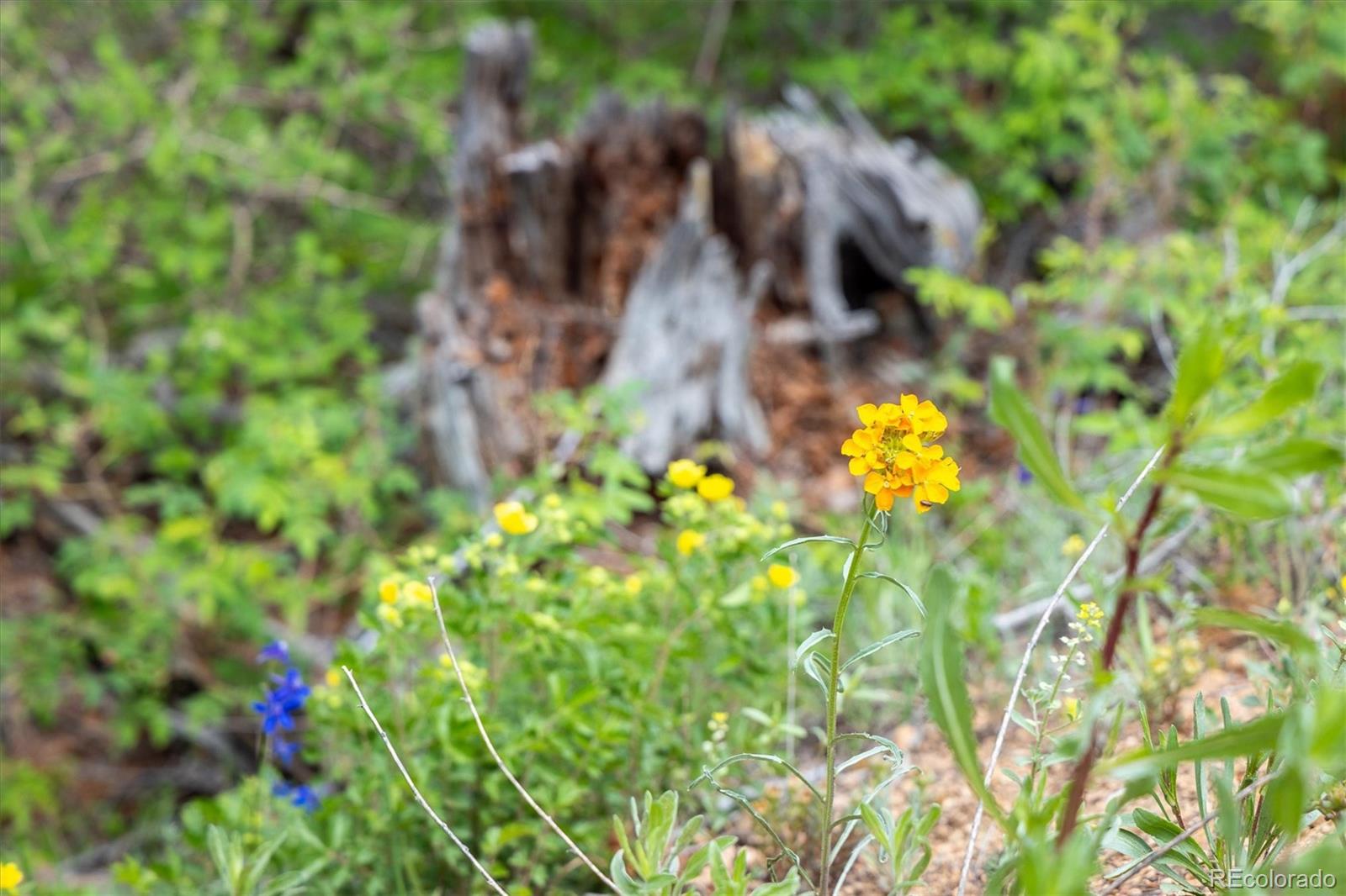 1259 Chute Road Golden, CO 80403 - Photo 5 of 21 a view of a flower