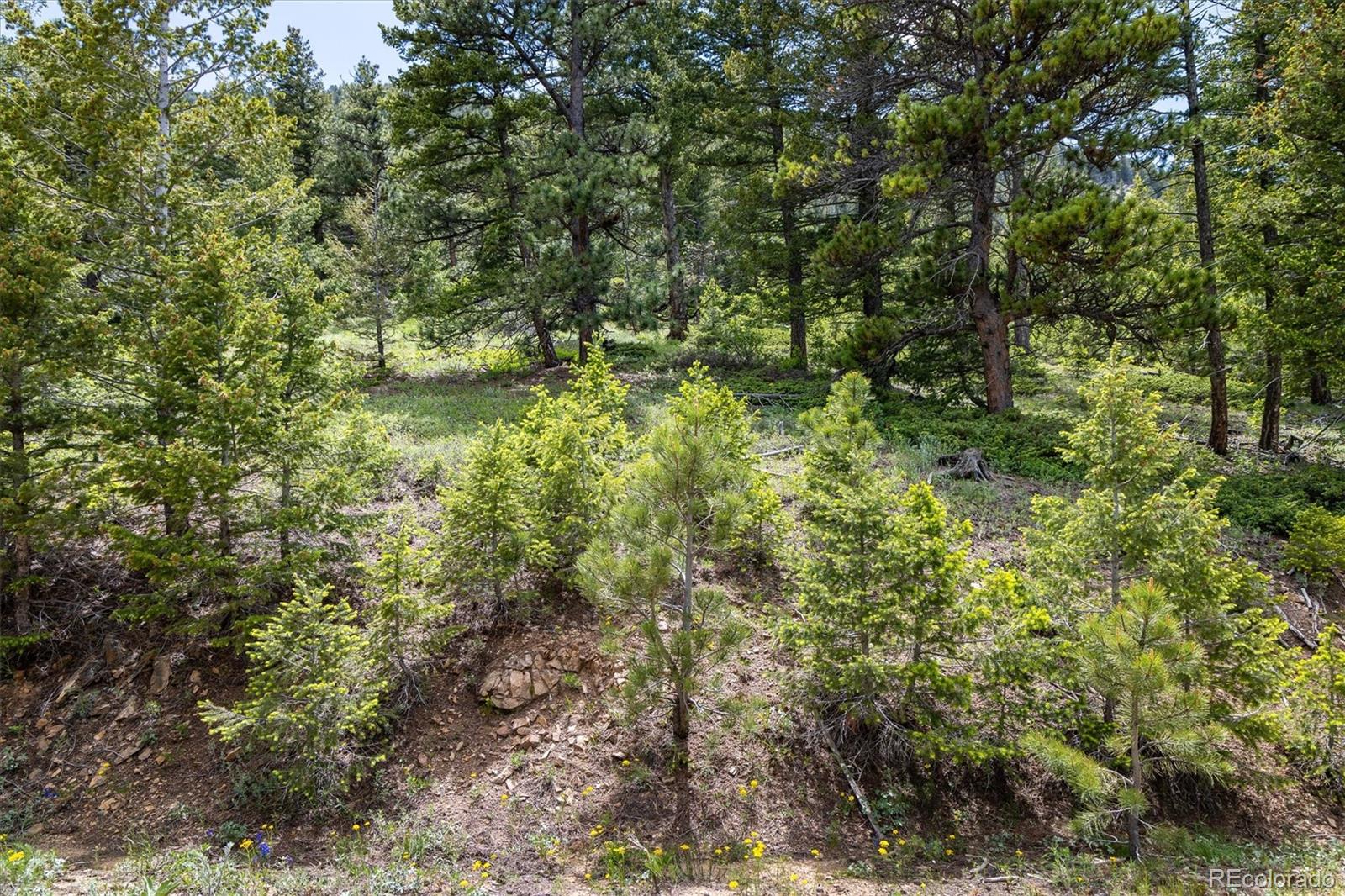 1259 Chute Road Golden, CO 80403 - Photo 6 of 21 a view of a yard with plants and large trees