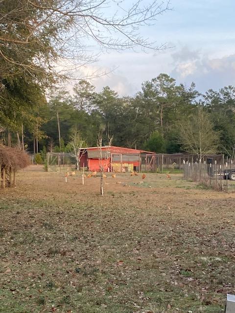 814 Site C-6 Road Freeport, FL 32439 - Photo 34 of 48 Chicken Coop