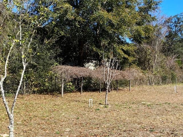 814 Site C-6 Road Freeport, FL 32439 - Photo 47 of 48 Muscadine Grapes Vines