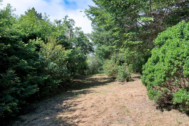 a view of a road with plants and trees