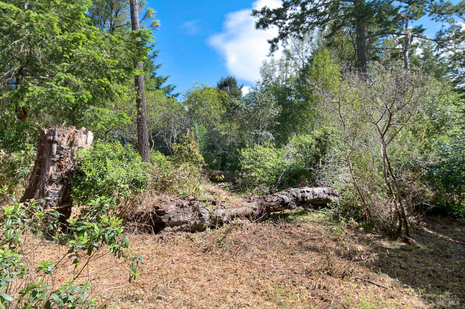 0 Douglas Drive Point Reyes Station, CA 94956 - Photo 5 of 10 a view of a large yard with lots of green space