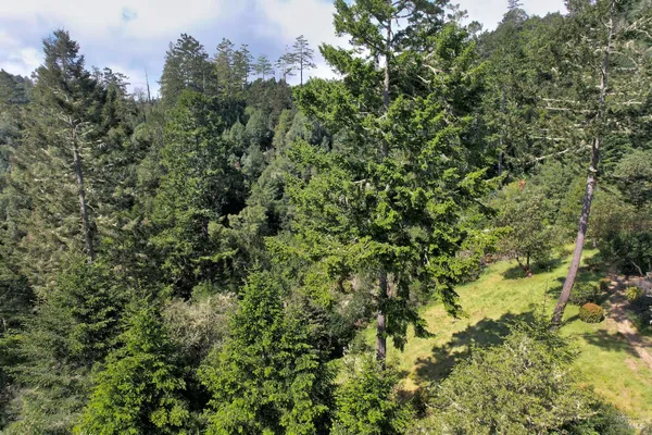a view of a lush green forest