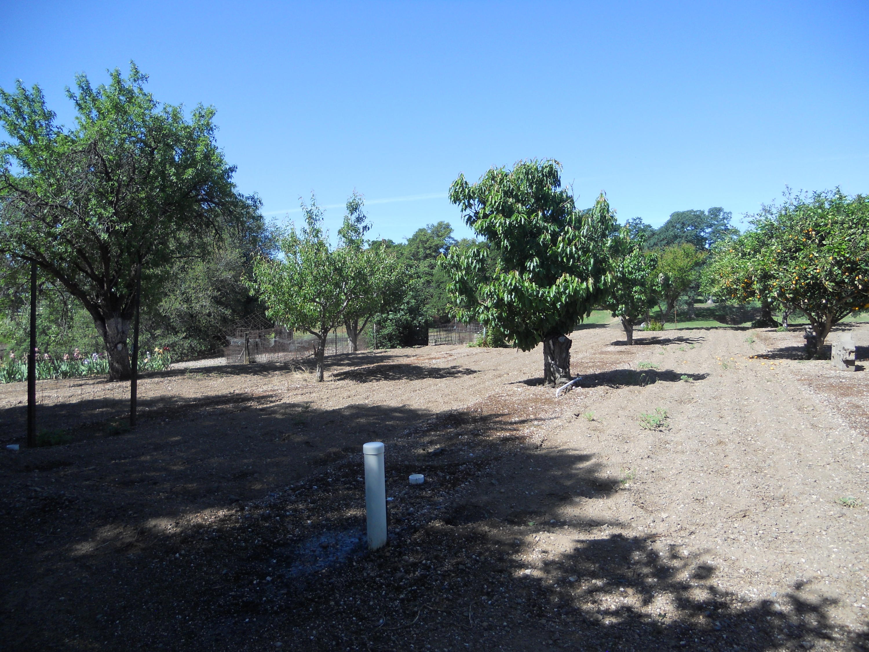 18750 Red Bank Road Red Bluff, CA 96080 - Photo 54 of 73 fruit orchard