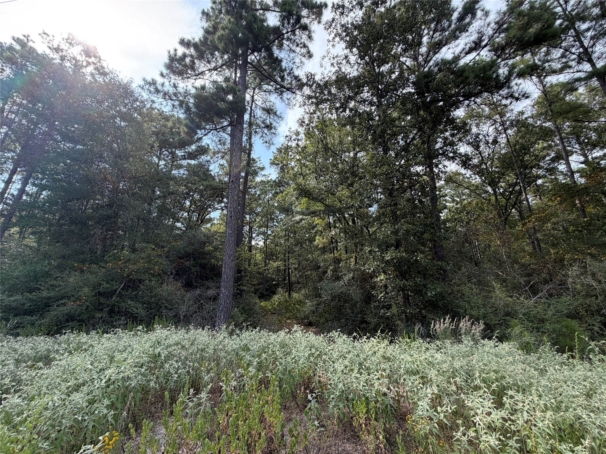 359 Dipping Vat Road Huntsville, TX 77340 - Photo 4 of 14 Gallery Image 4