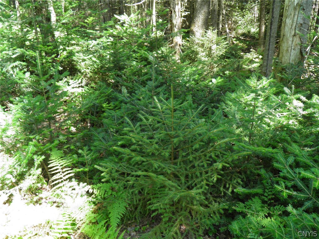 0 Mud Lake Road West Leyden, NY 13489 - Photo 14 of 38 Softwood Seedlings