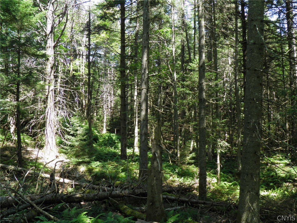 0 Mud Lake Road West Leyden, NY 13489 - Photo 15 of 38 Softwood Forest