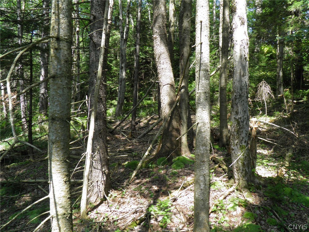 0 Mud Lake Road West Leyden, NY 13489 - Photo 18 of 38 Mixed Woods