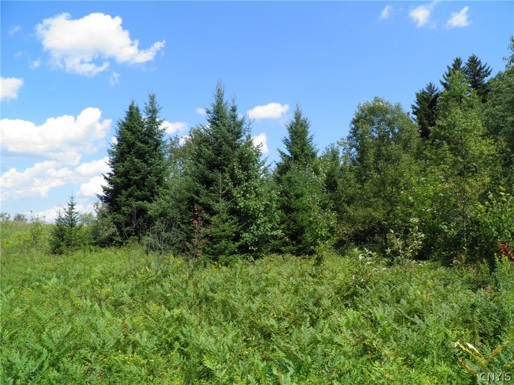 0 Mud Lake Road West Leyden, NY 13489 - Photo 19 of 38 Young Softwoods