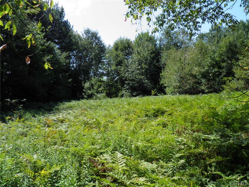 0 Mud Lake Road West Leyden, NY 13489 - Photo 22 of 38 Woods Opening