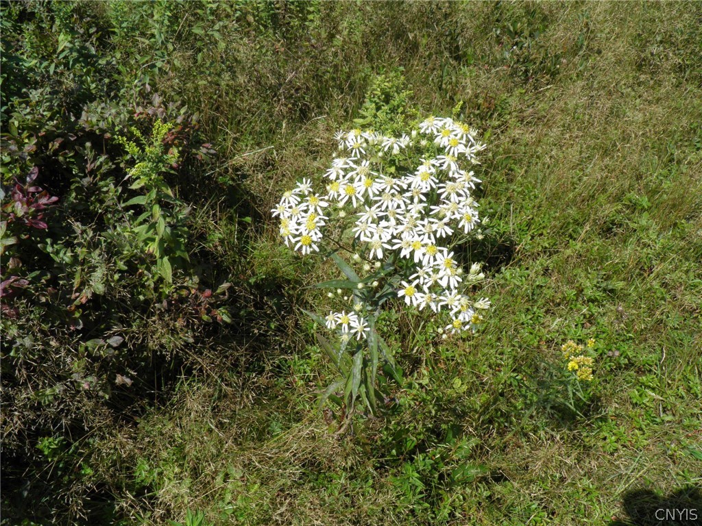 0 Mud Lake Road West Leyden, NY 13489 - Photo 23 of 38 Wildflowers