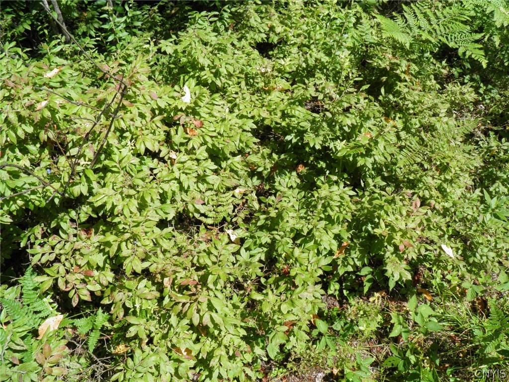 0 Mud Lake Road West Leyden, NY 13489 - Photo 24 of 38 Blueberries