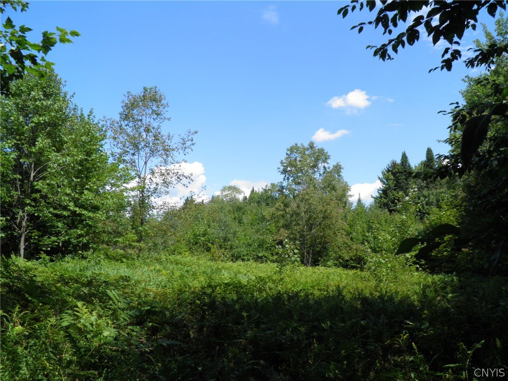 0 Mud Lake Road West Leyden, NY 13489 - Photo 25 of 38 Opening in Woods