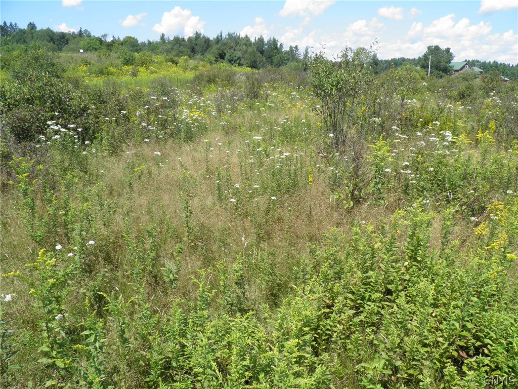 0 Mud Lake Road West Leyden, NY 13489 - Photo 26 of 38 Field Wildflowers