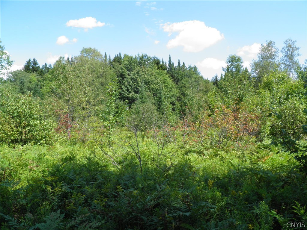 0 Mud Lake Road West Leyden, NY 13489 - Photo 28 of 38 Field and Woods