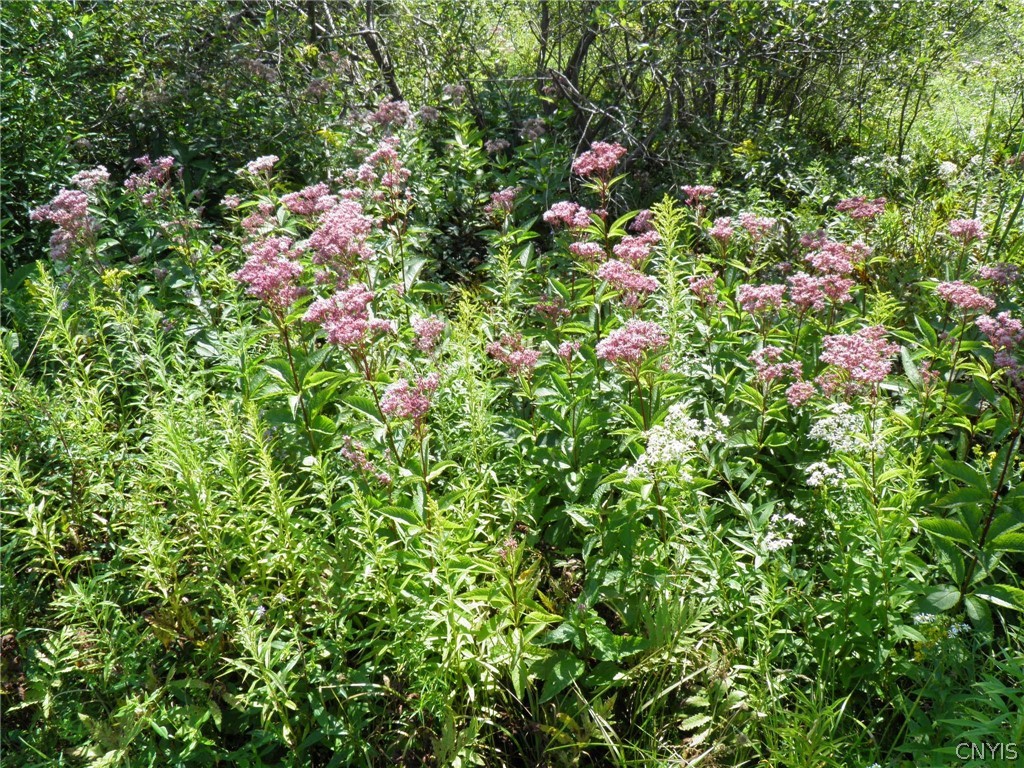 0 Mud Lake Road West Leyden, NY 13489 - Photo 29 of 38 Joe Pye Weed