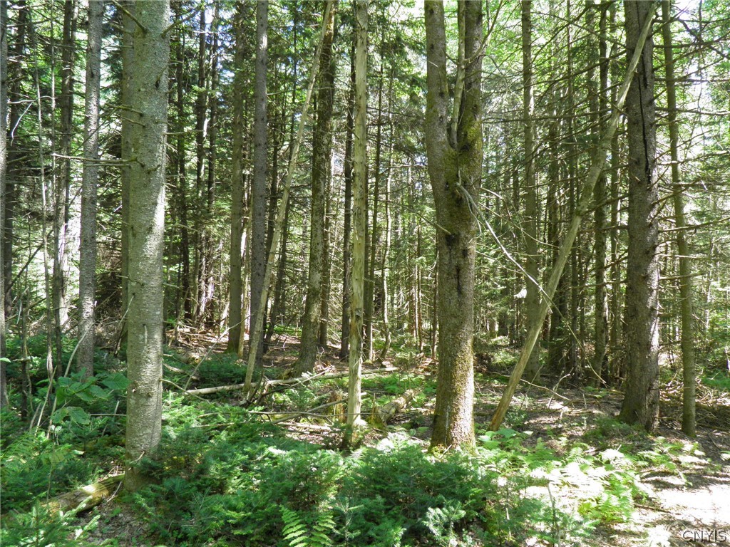 0 Mud Lake Road West Leyden, NY 13489 - Photo 4 of 38 Coniferous Forest