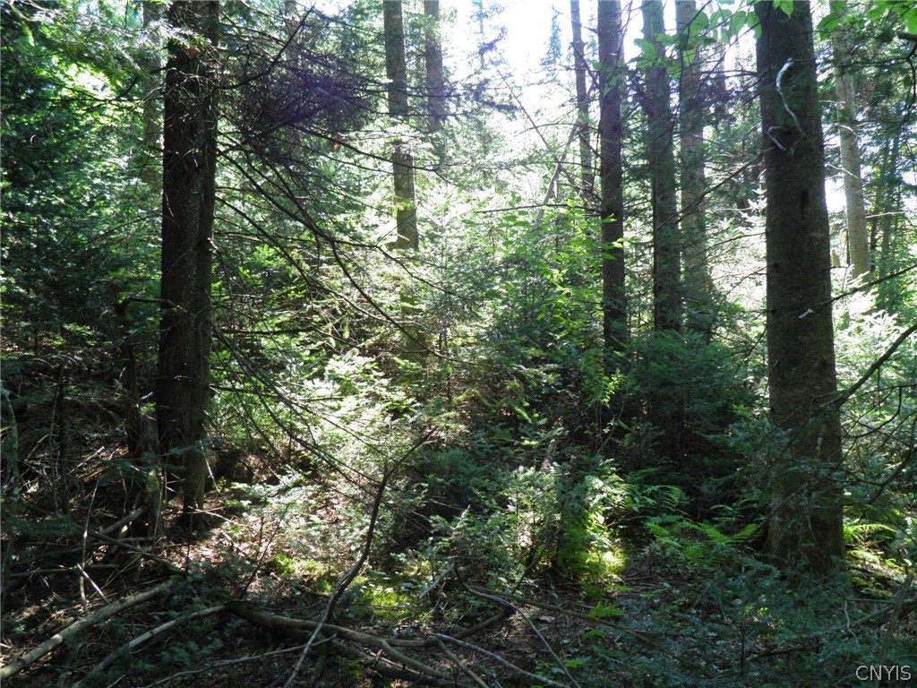 0 Mud Lake Road West Leyden, NY 13489 - Photo 5 of 38 Softwood Thicket