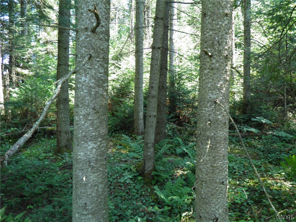 0 Mud Lake Road West Leyden, NY 13489 - Photo 6 of 38 Balsam Fir