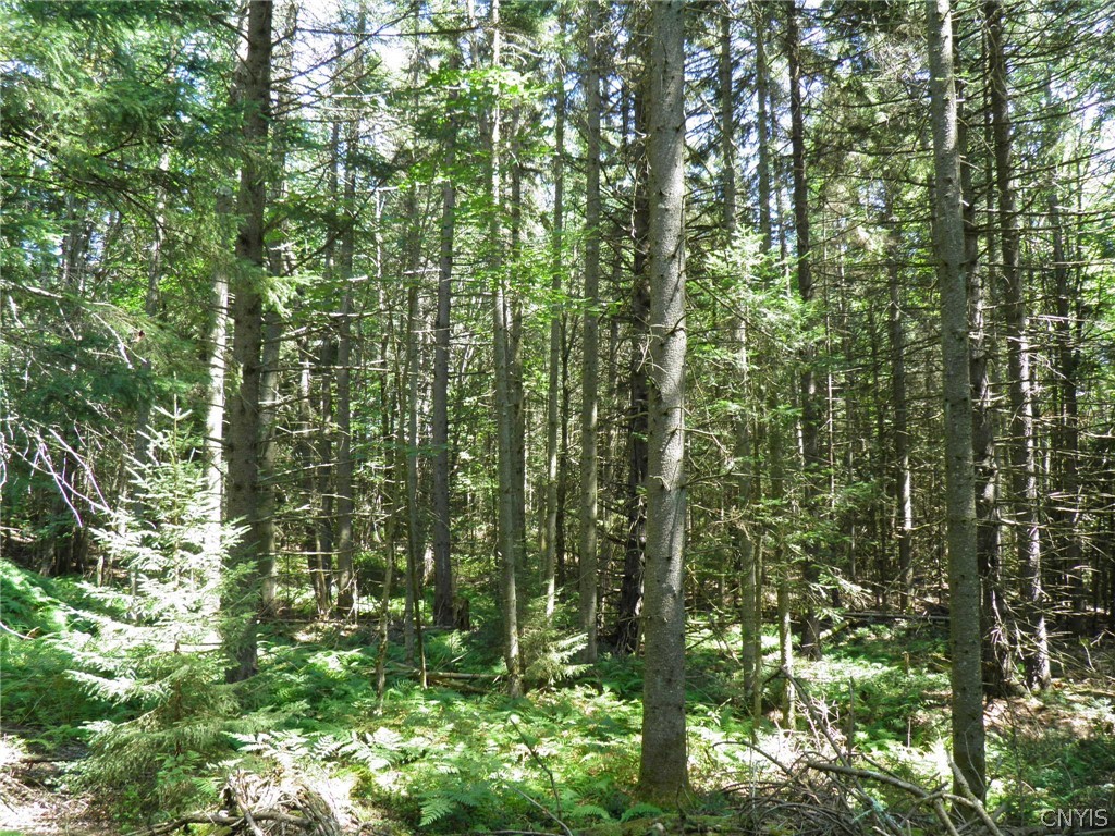 0 Mud Lake Road West Leyden, NY 13489 - Photo 7 of 38 Softwoods