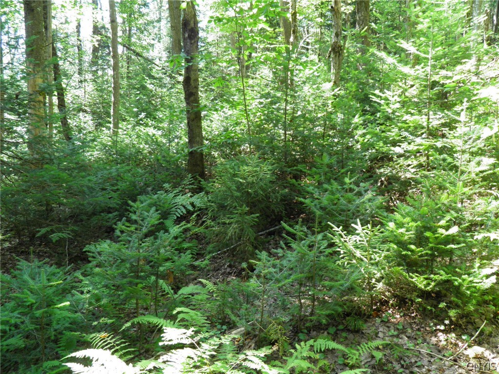 0 Mud Lake Road West Leyden, NY 13489 - Photo 8 of 38 Spruce and fir Seedlings