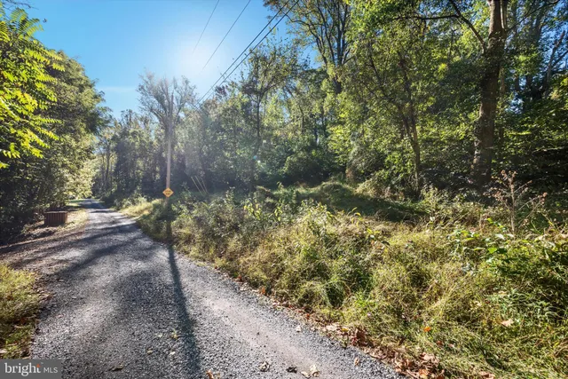 a view of a yard with plants and trees