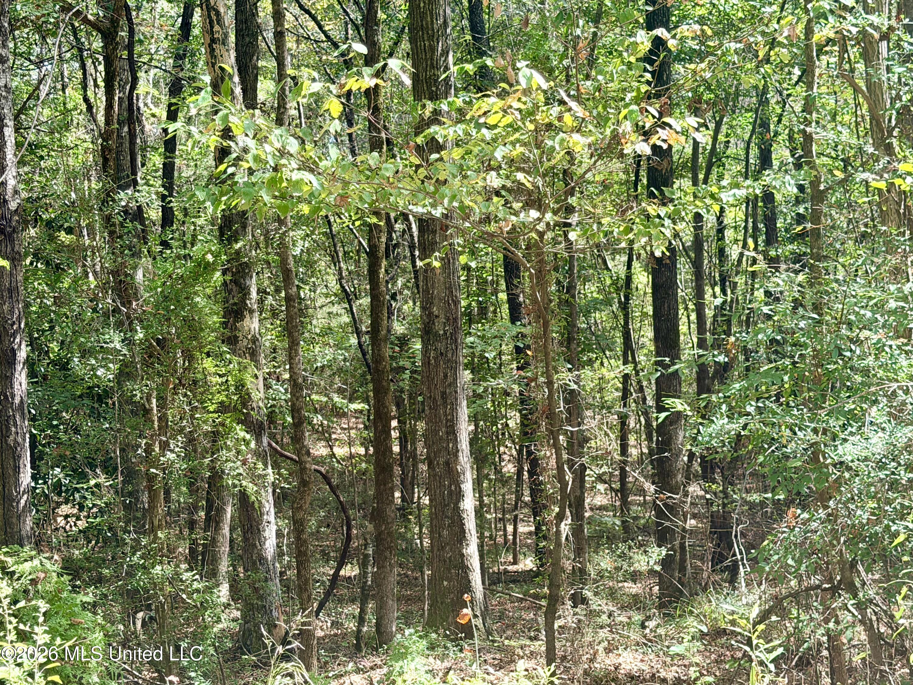 202 South Enoch Grove Road Florence, MS 39073 - Photo 49 of 55 IMG_0736