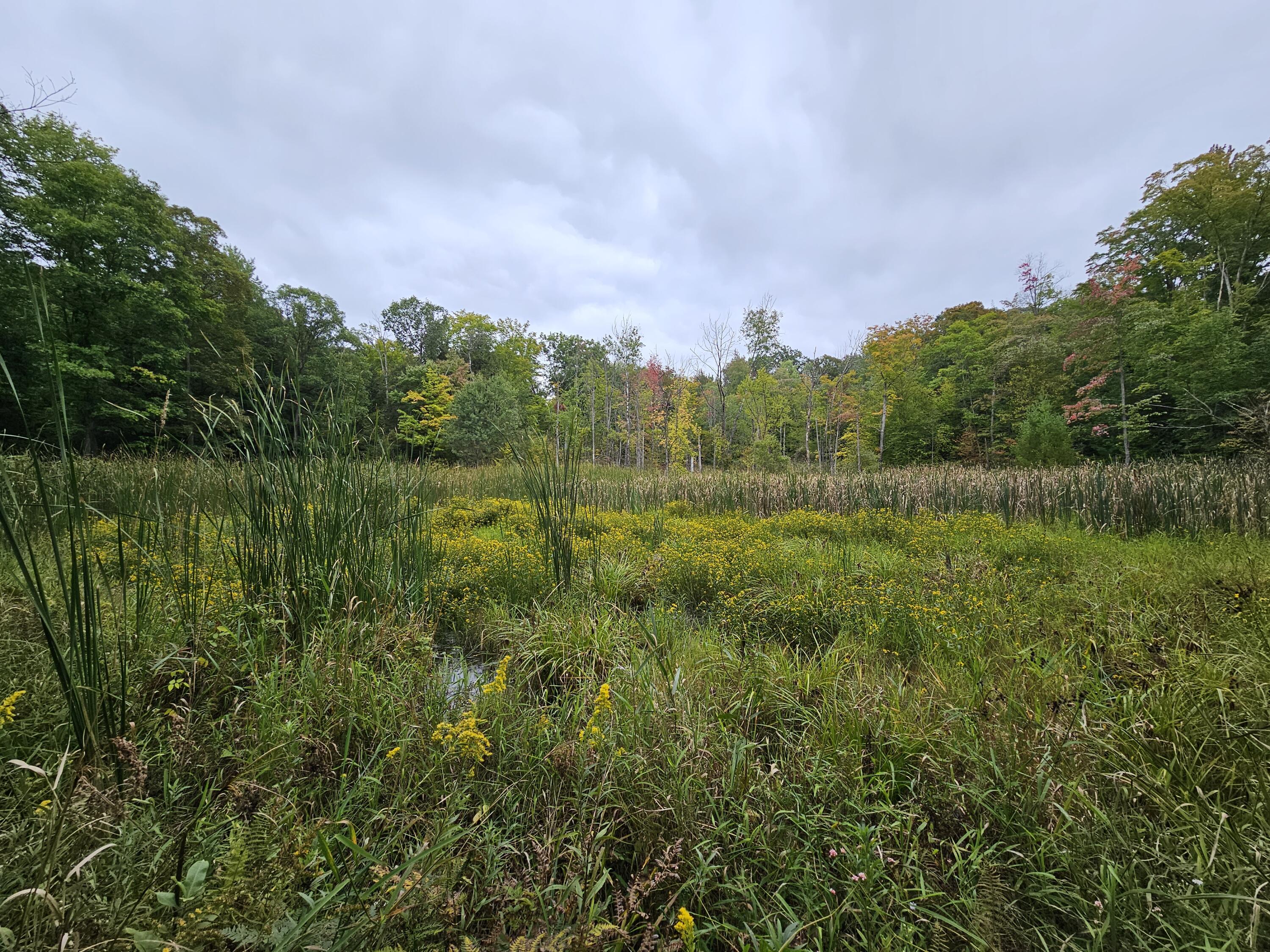 18174 Johnson Road Stanwood, MI 49346 - Photo 12 of 17 20230913_130443