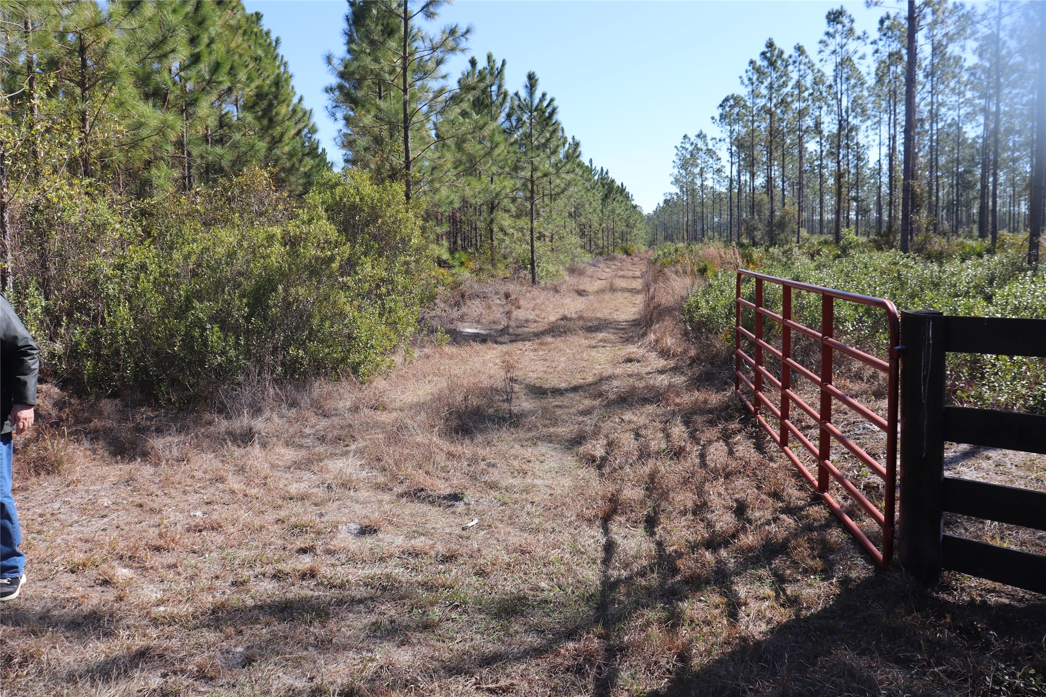 0 Georgia Street Hilliard, FL 32046 - Photo 3 of 5 a view of a forest with trees