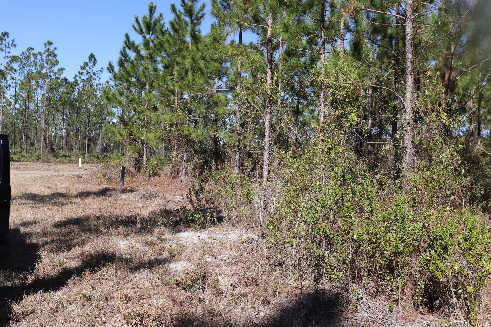 0 Georgia Street Hilliard, FL 32046 - Photo 4 of 5 a view of a forest with trees in the background