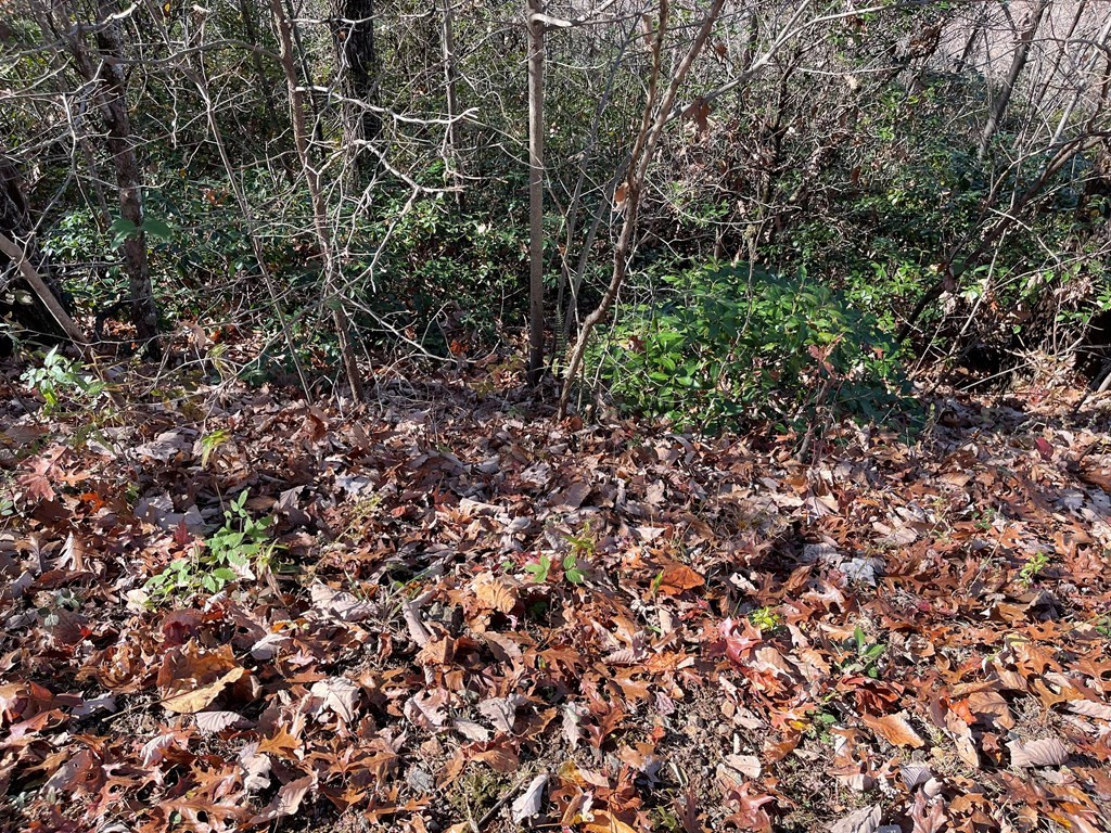 Lot 31 Ash Branch Road Hayesville, NC 28904 - Photo 4 of 4