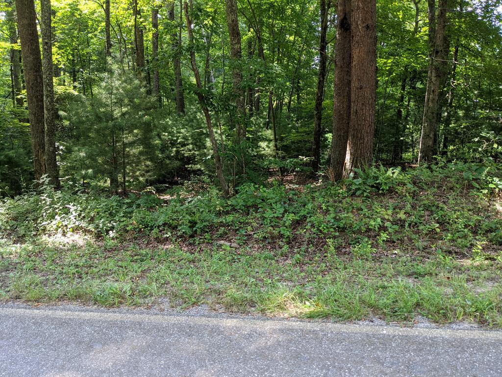 3.84-ac Matheson Cove Road Hayesville, NC 28904 - Photo 1 of 6 a view of a forest with trees