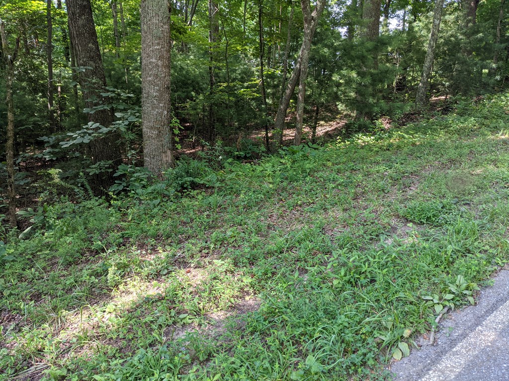 3.84-ac Matheson Cove Road Hayesville, NC 28904 - Photo 2 of 6 a view of a lush green forest