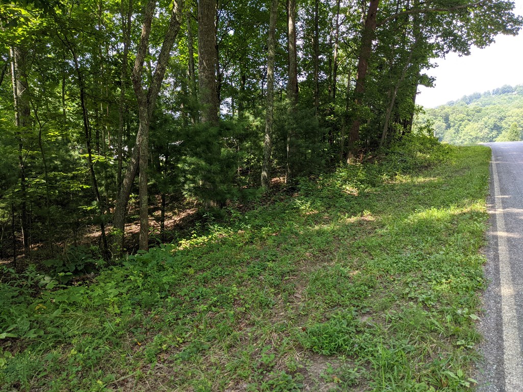 3.84-ac Matheson Cove Road Hayesville, NC 28904 - Photo 4 of 6 a view of a lush green forest